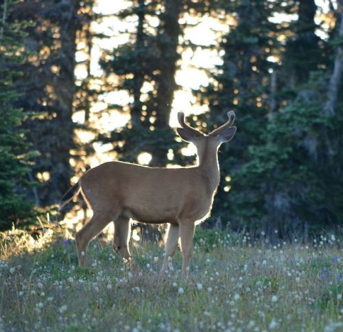 singulardreamscapes: Reminisce || A summer evening in Washington Photography by Haley Willner - plea