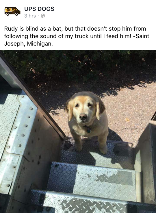 tastefullyoffensive:  There’s a Facebook page where UPS drivers post about pets