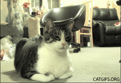 catsdogsblog:  More GIFs: http://catsdogsblog.tumblr.com
