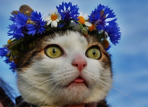 rough-tweed-action:Happy World Cat Day, Paté. 
