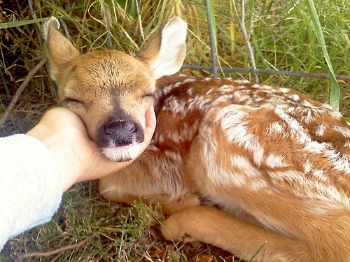 deer