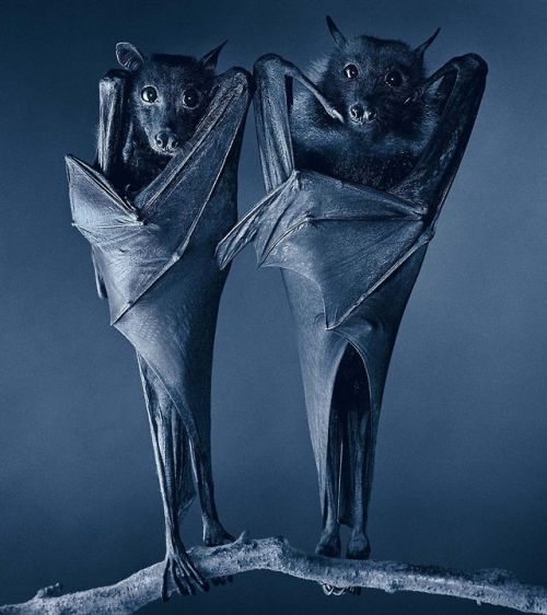 Tim Flach (British, b. 1958, London, England) - 1: Opera Bat  2: Compassion Bats  3: Egyptian Bats (