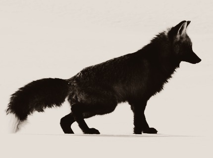  Red fox with a rare black coat hunting in Lamar Valley (Original Photo by Pauline