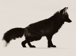  Red fox with a rare black coat hunting in