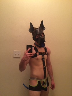 puparc:  Trying on my new harness for the first time.