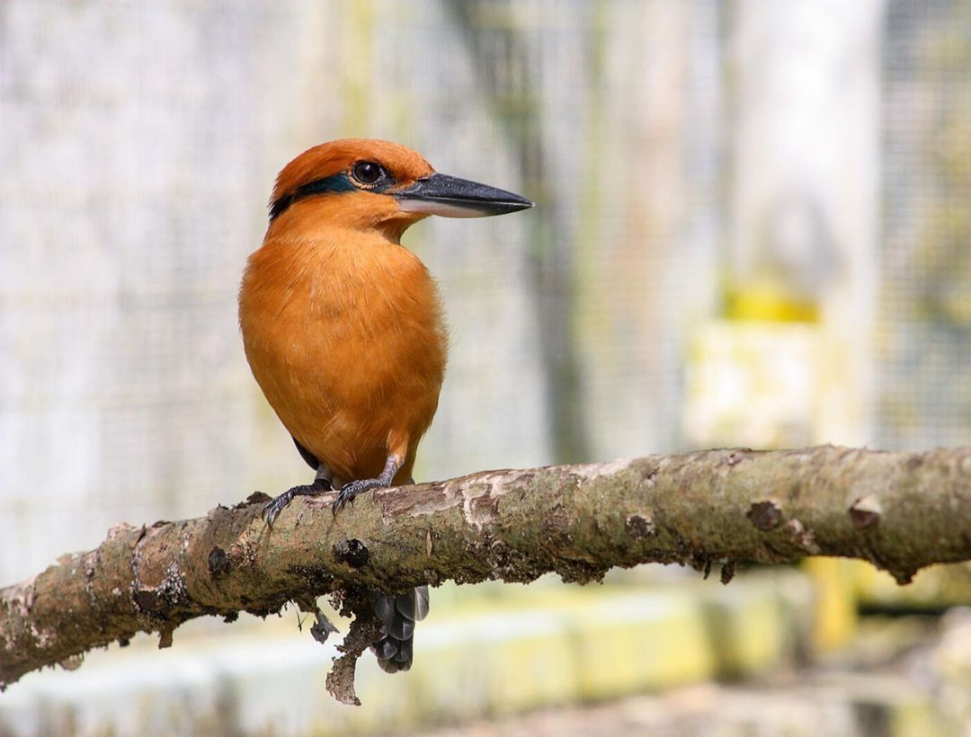 Guam Kingfisher