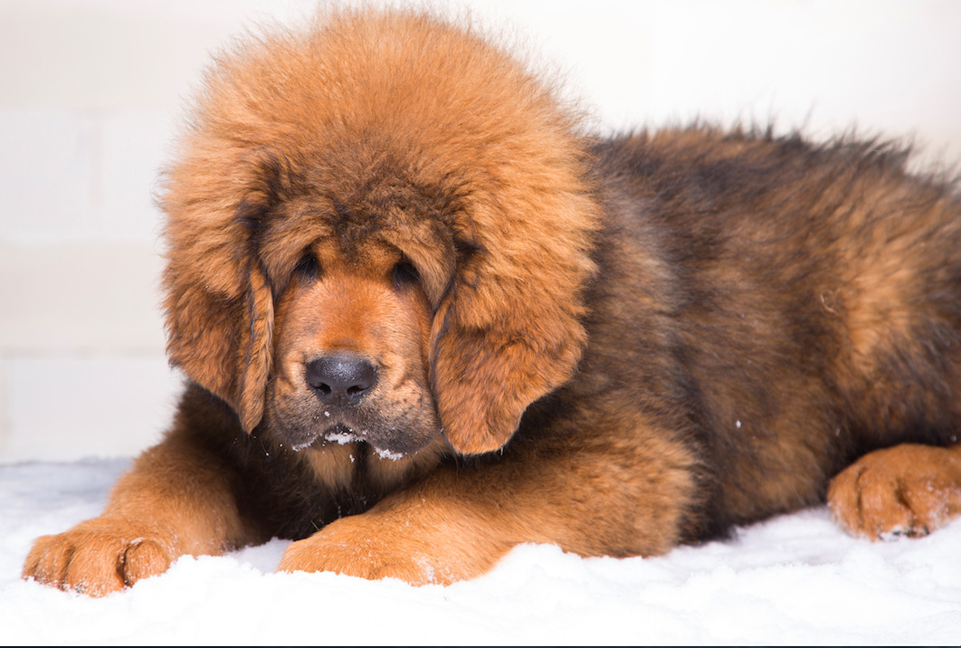 scarlettjane22:  TIBETAN MASTIFFSround 1www.google.com