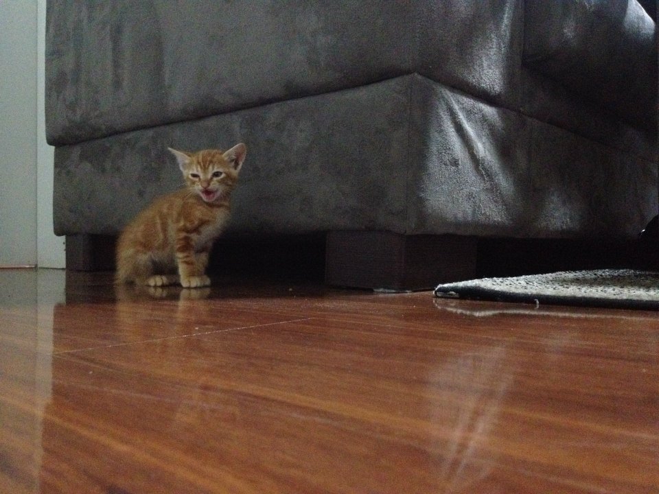 catsbeaversandducks:  His name’s Ed and he’s SO CUTE! Photos by ©Ed 