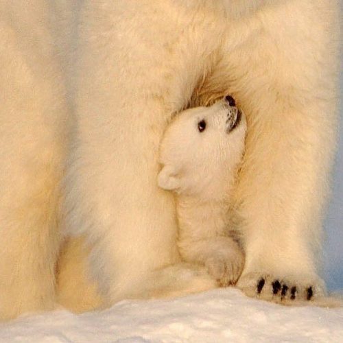 XXX funnywildlife:  Unbearable Cuteness brought photo