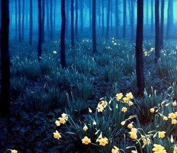 Yellow On Blue, Black Forest, Germany 