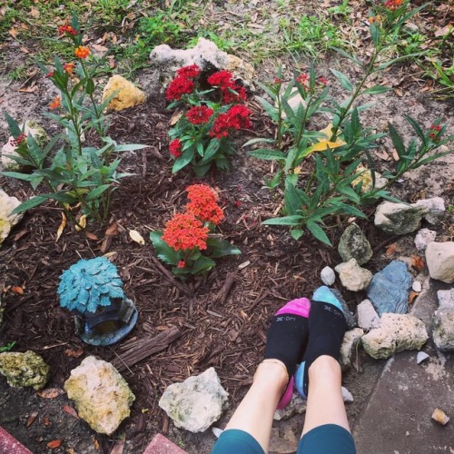 golde3rose: After a long walk.. let’s checkout my butterfly garden. . #butterfly #garden #envi