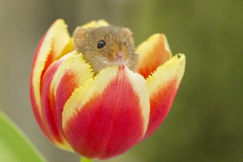 everythingfox:“Harvest Mice often play and fall asleep inside flowers”(via)