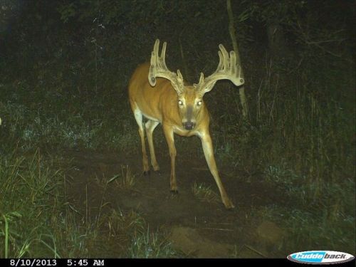 trailcams