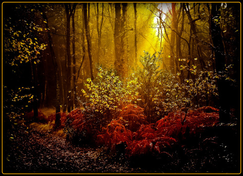 djferreira224: German forest ~ by publik_oberberg