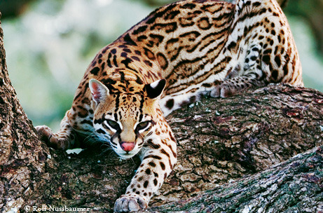 Porn malkavianacts:   jncera:   Ocelot  Ocelittle photos