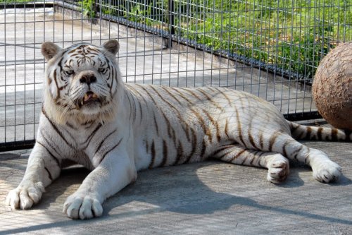 doped0h:       cheeziespaz:  connoririshwright:  dancingintheseshadows:   kcatwmyb This is Kenny. He’s a white tiger with down syndrome.  He is so precious!!!!!  Holy shit I didn’t know animals got Down Syndrome  most people don’t know that white