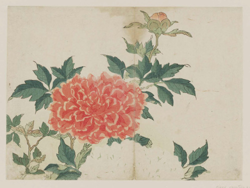 heaveninawildflower:Peonies (Edo period).Woodblock print attributed to Kikukawa Eizan (Japanese, 178