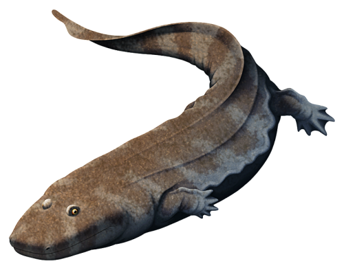 Spathicephalus mirus here was part of a group of amphibian-like animals called the baphetoids, a lin