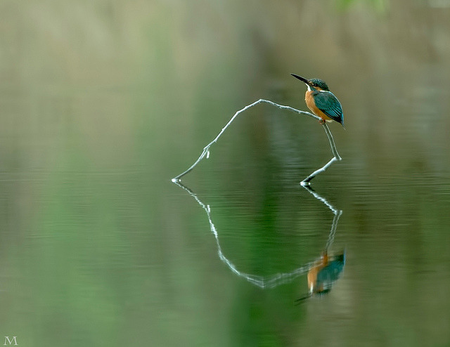 david-stark:  kite-of-chromosomes:  ghostlycoos:  Heart reflection ~ Kingfisher カワセミ