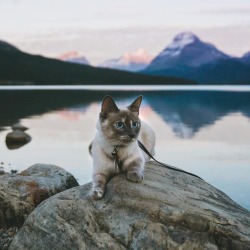 aww-so-pretty:  Tuna the adventure cat