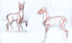 Some of the water deer studies I did today, plus wip of one of the final illustration.