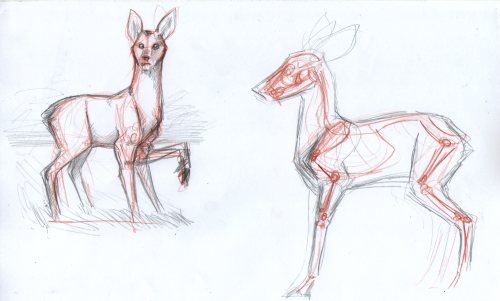 Porn Some of the water deer studies I did today, photos