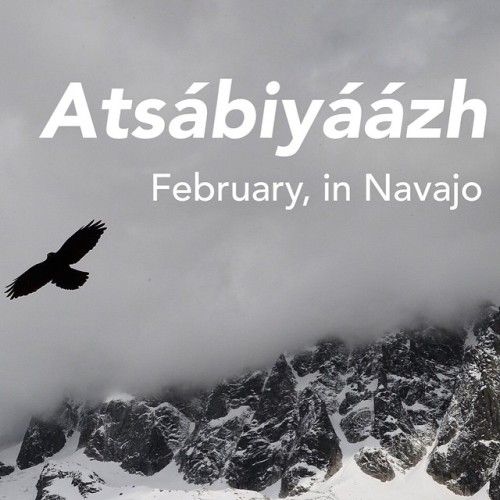 Atsábiyáázh - little eagles!NavajoWOTD has an Instagram account now! @instanavajo https://instagra