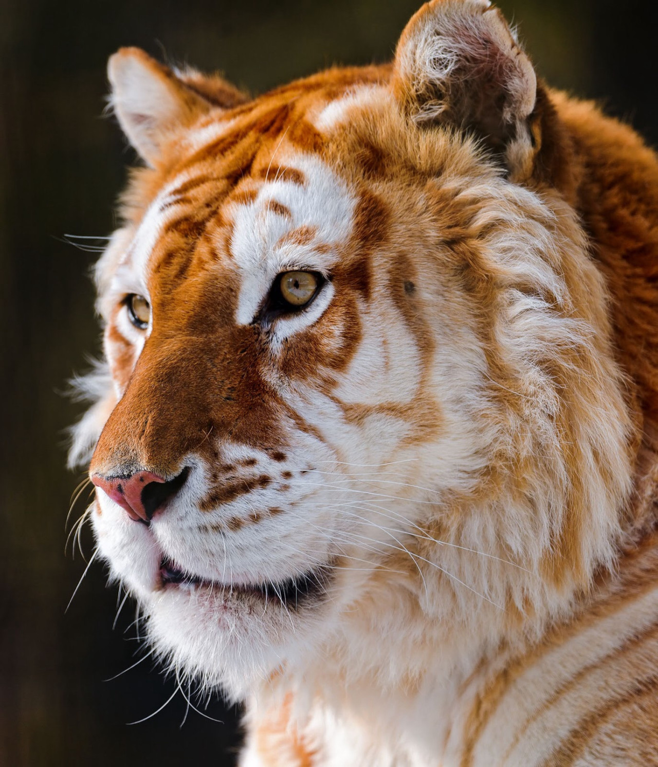 stunningpicture:  Golden Tigers. There are fewer than 30 of these rare tigers in