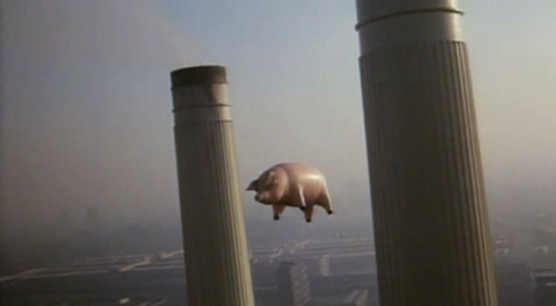 calimarikid:  Pink Floyd Animals photoshoot 1977 
