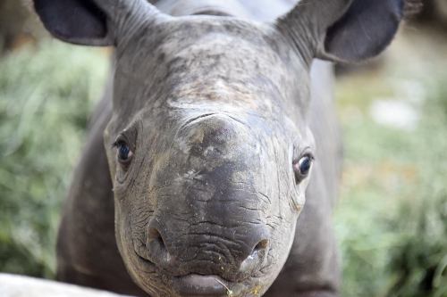 Another Big Baby For Zoo MiamiOn Sunday May 25th, a Black Rhinoceros was born just after 11:00 pm. T