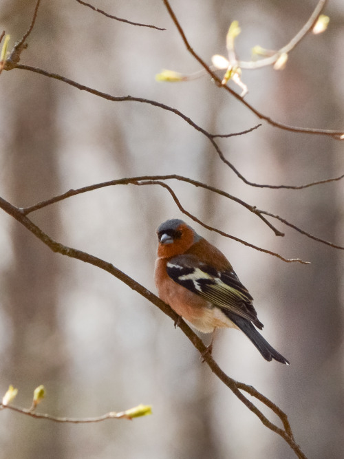 Common chaffinch, another spring friend