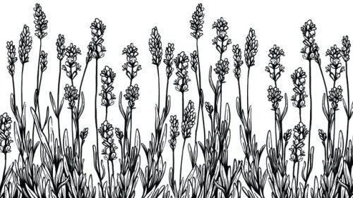 english lavender