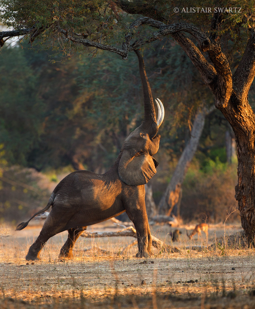 creatures-alive:  (via 500px / Stretch by Alistair Swartz)