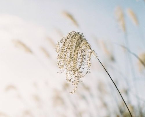 ススキ。 この日はまだ秋だった。 ・ ・ ・ #ススキ#ふわふわ #秋吉台#美祢市 #filmphotography#ヤマプリ#山本写真機店 #mamiyarz67#pro400h #120f