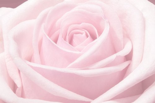 marshmalllovv:Edible RosesEdit // Source + How to Make Them