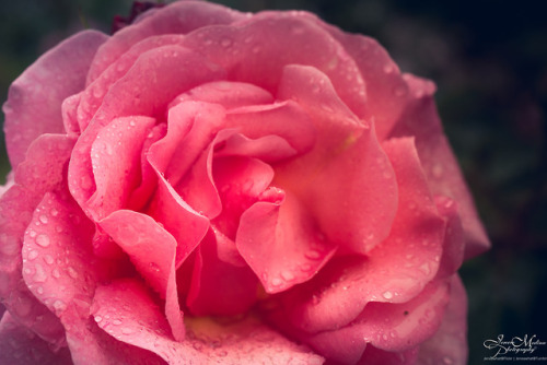 Bud to blossom | Descanso Gardens Series | La Cañada Flintridge, CAInstagram