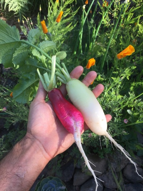 French radishes harvested from my container garden