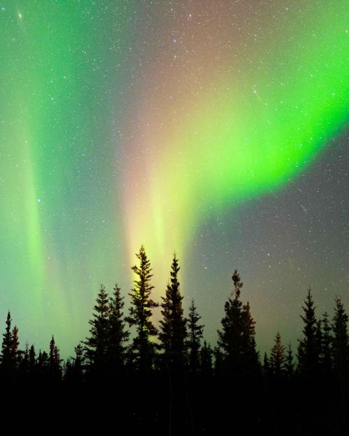 oneshotolive:  Northern Lights and Black Spruce Trees, Alaska [OC] [2829x3535] 📷: VincentLedvina 