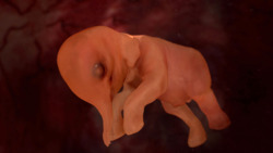 sixpenceee:  Elephant in the Womb(Source)