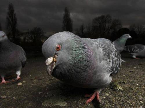 pigeonaday:Pigeon 663