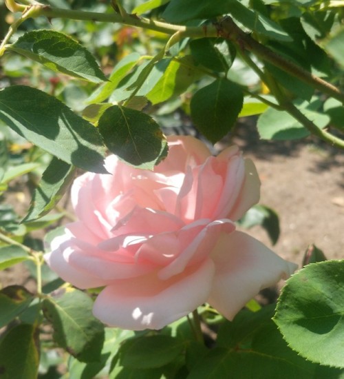 startwerk17:Some light pink flowers literally look like a fairy painted them with moon dust