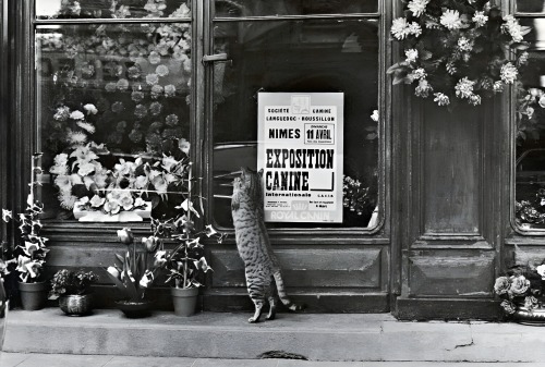 Philippe Salaün - Exposition canine, Nîmes, 1976.