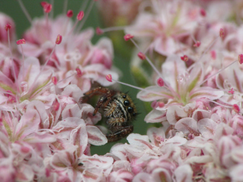 Jumper on Buckwheat by Michael Schmidt