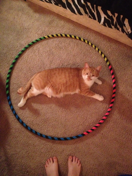 catsbeaversandducks:Cat Circles, the amazing phenomenon in which a cat will deliberately sit in a ci