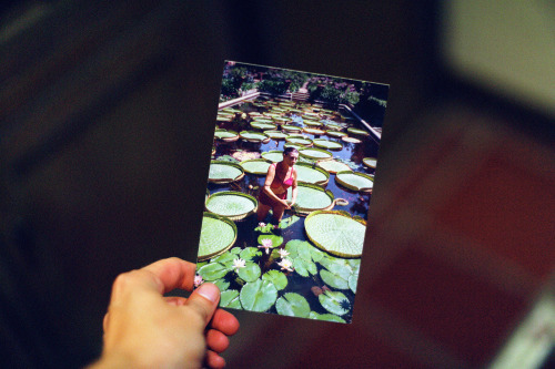 Ganna Walska tending to her giant lily pad pond in a magenta bikini. 