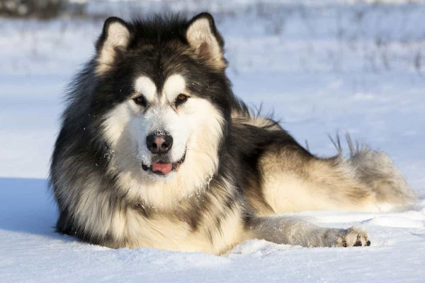 Chó Alaska “ Tổ tiên của Alaska là chó sói tuyết hoang giả được thuần hóa bởi bộ tộc Malamute. Tuy nhiên, người Eskimo mới là người phát hiện ra sức dẻo dai đáng kinh ngạc của Alaska và tiến hành cho lai tạo chúng với một số giống chó khác để tạo ra...