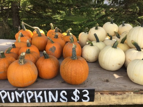 floralwaterwitch: I just adore cute little pumpkin stands on the side of country roads Instagram ang