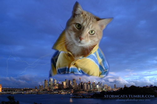 stormcat