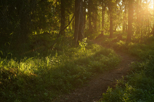 swedishlandscapes: Wonderful summer morning.