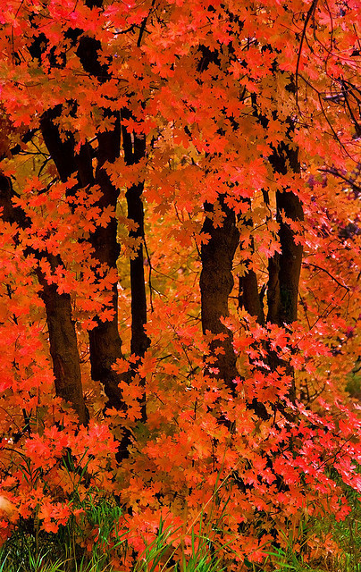 drxgonfly: autumn leaves - Millcreek Canyon - 10-06-07 08 by Tucapel on Flickr.